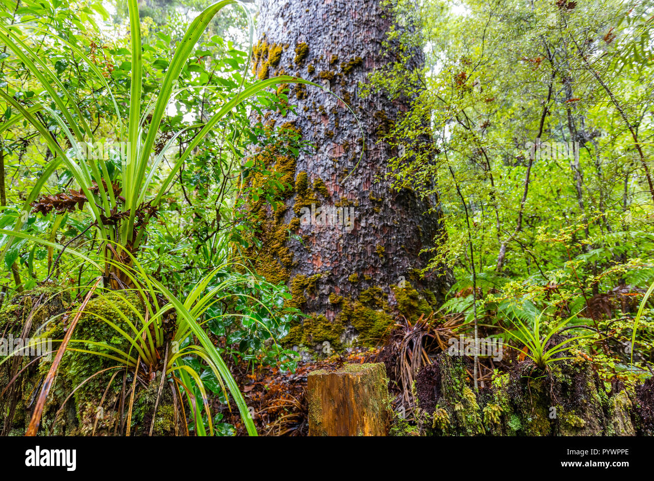 moos covered Giant Kauri Tree, Northland, New Zealand Stock Photo