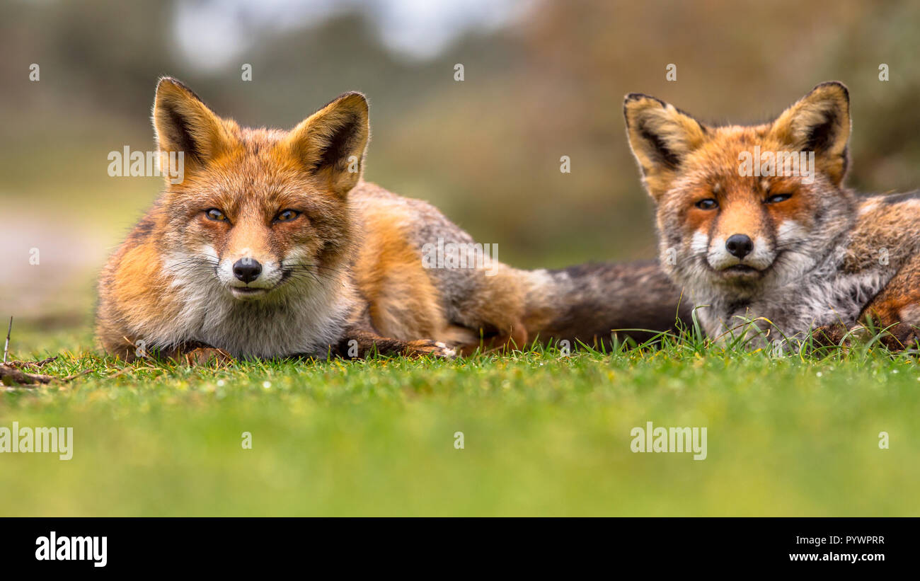 Pair of European red fox (Vulpes vulpes) family members lying in grass ...