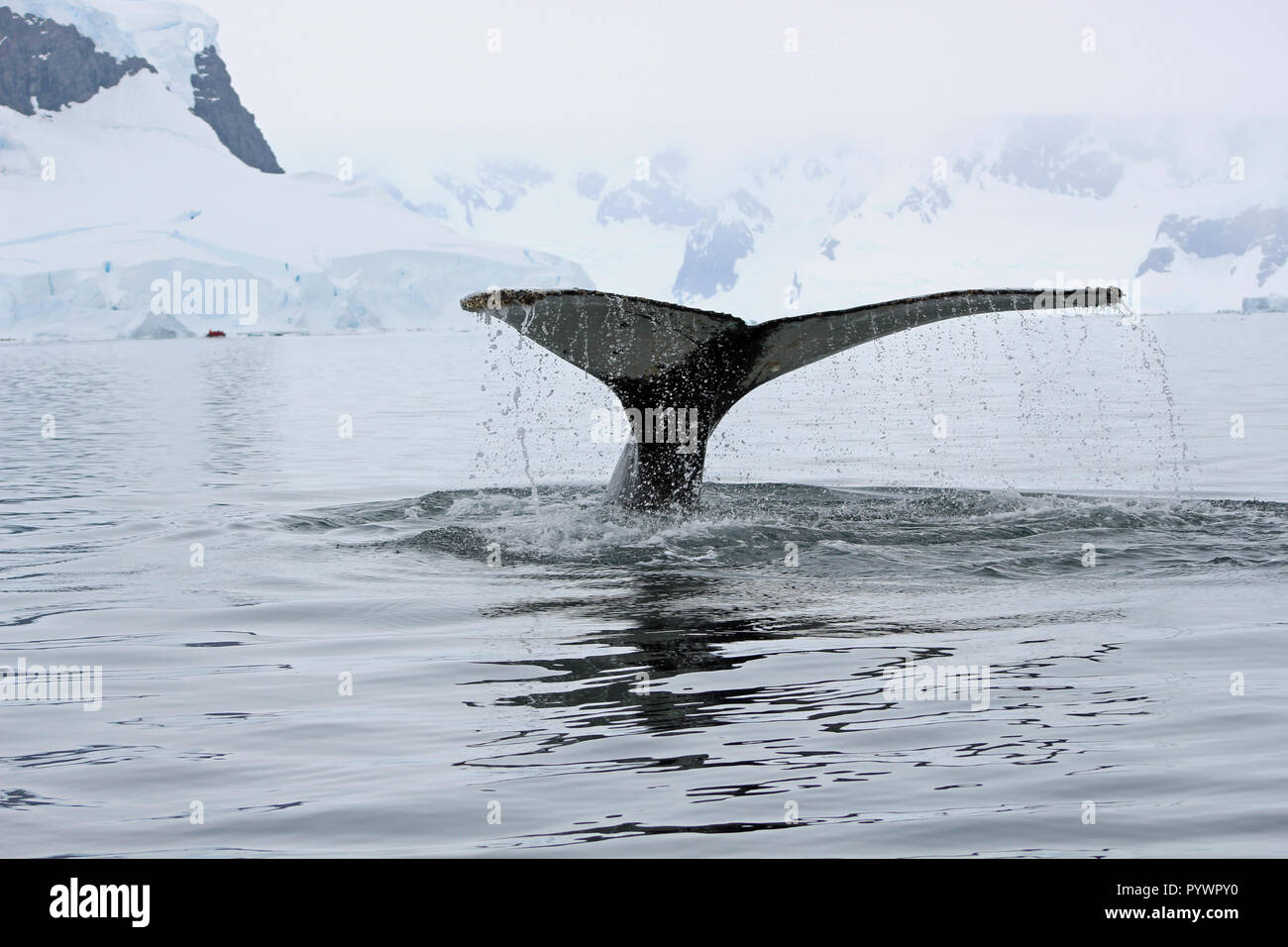Close-up of humpback whale tail flukes as it dives in water off the Antarctic Peninsula, viewed at eye level from a Zodiac on once in a lifetime trip Stock Photo