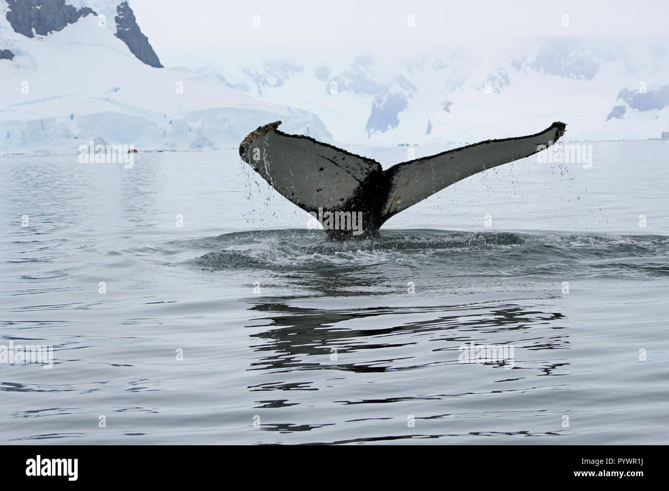Close-up of humpback whale tail flukes as it dives in water off the ...
