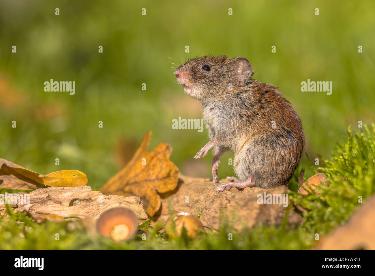 Wild Bank vole (Myodes glareolus) mouse posing on hind legs from autumn ...