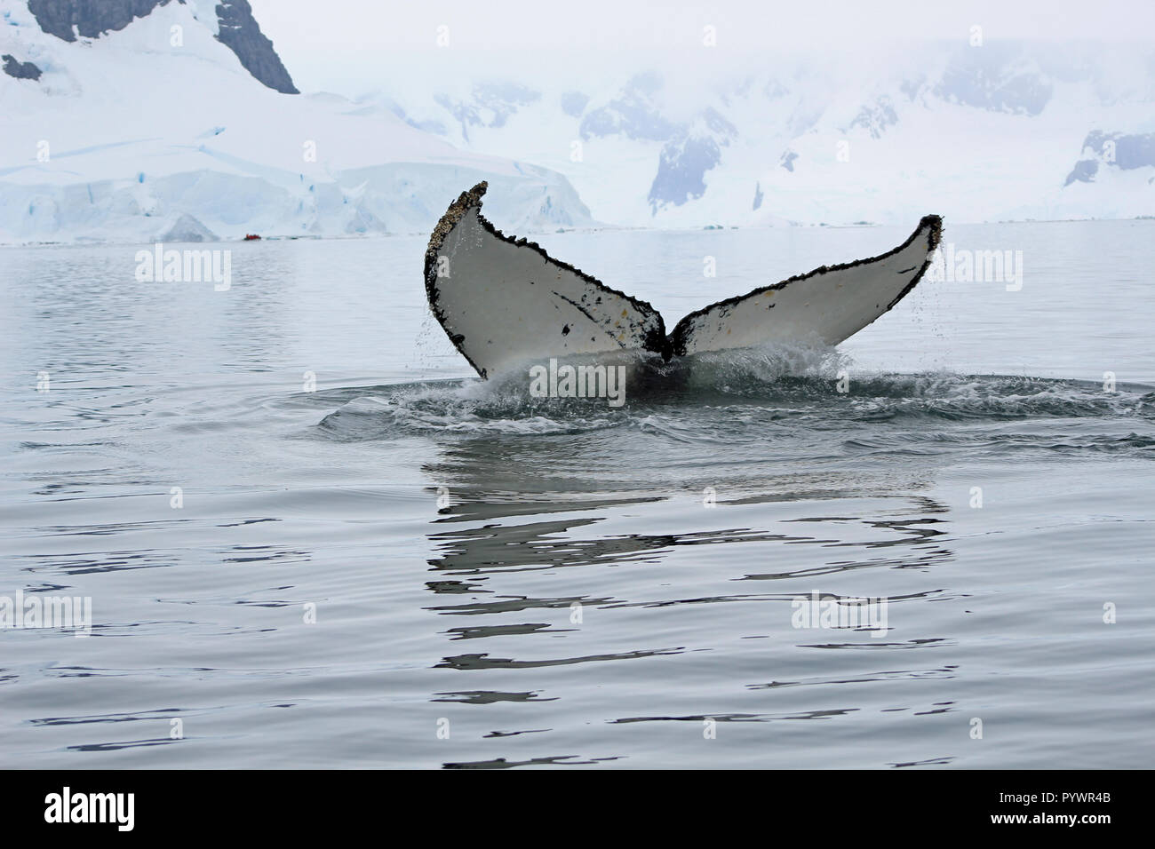 Rising sea level whale hi-res stock photography and images - Alamy