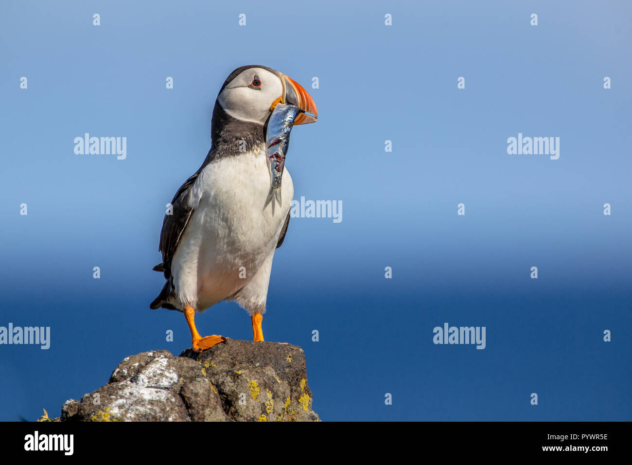 Puffin (Fratercula arctica) with fish trying to find its nest in breeding colony on Isle of May, Scotland Stock Photo
