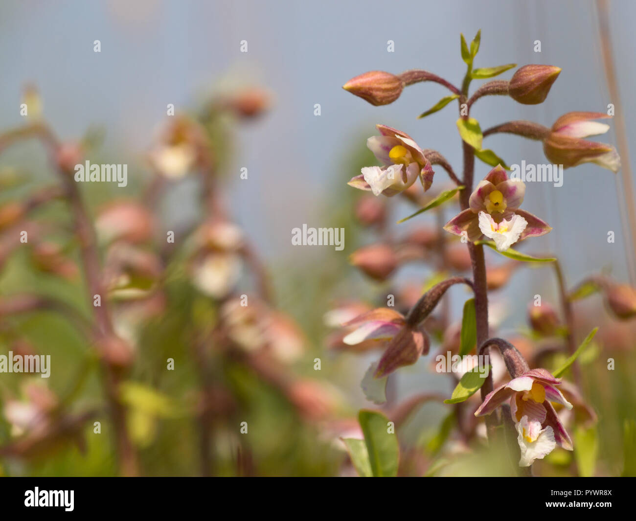 Wild orchid (Epipactis palustris) in natural dune habitat Stock Photo