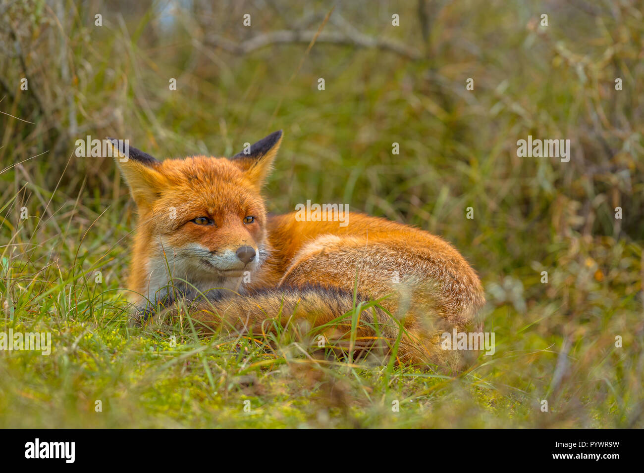 Resting European red fox (Vulpes vulpes) in grass. Red Foxes are