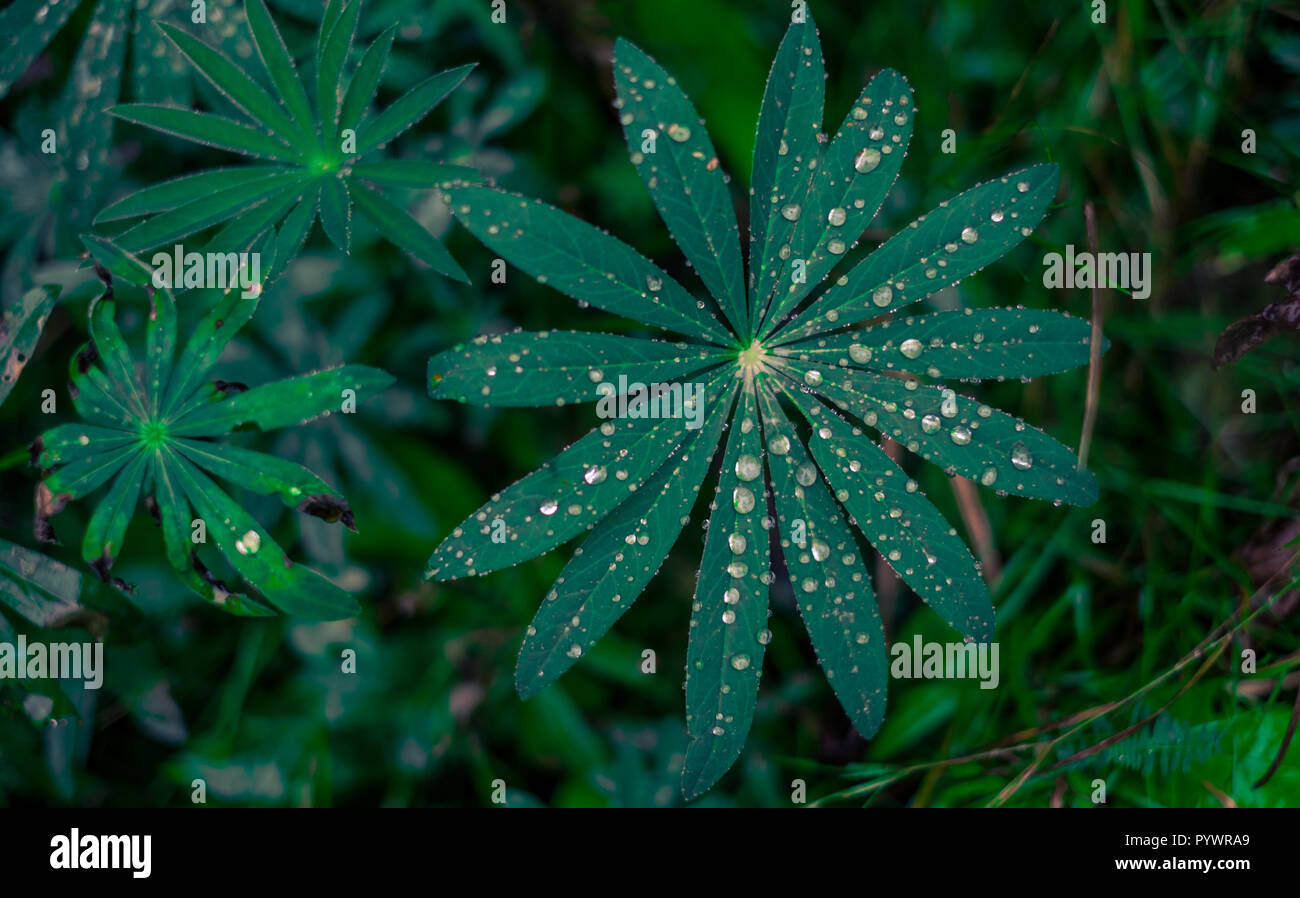 rain drops on green leafs, morning rain in forest, Stock Photo
