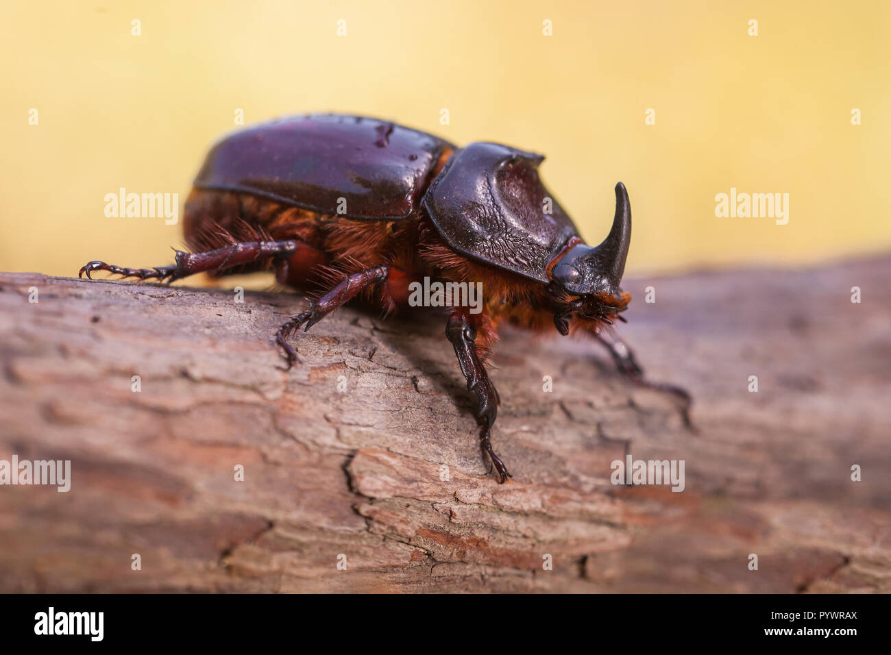 Goliath beetle hi-res stock photography and images - Alamy