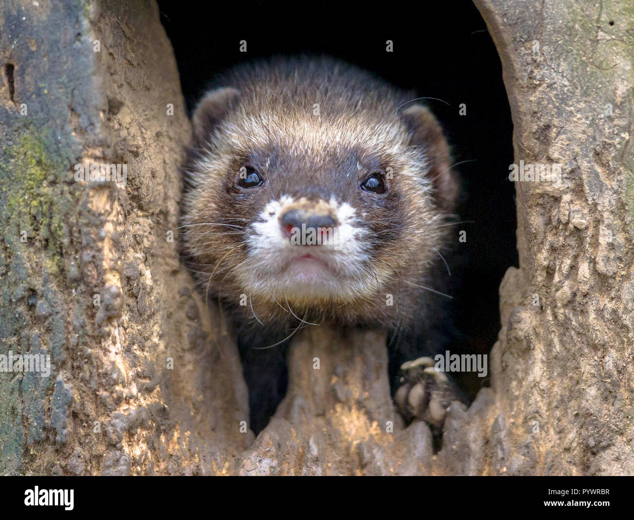 European Ferret (Mustela putorius) looking from its burrow in the camera Stock Photo