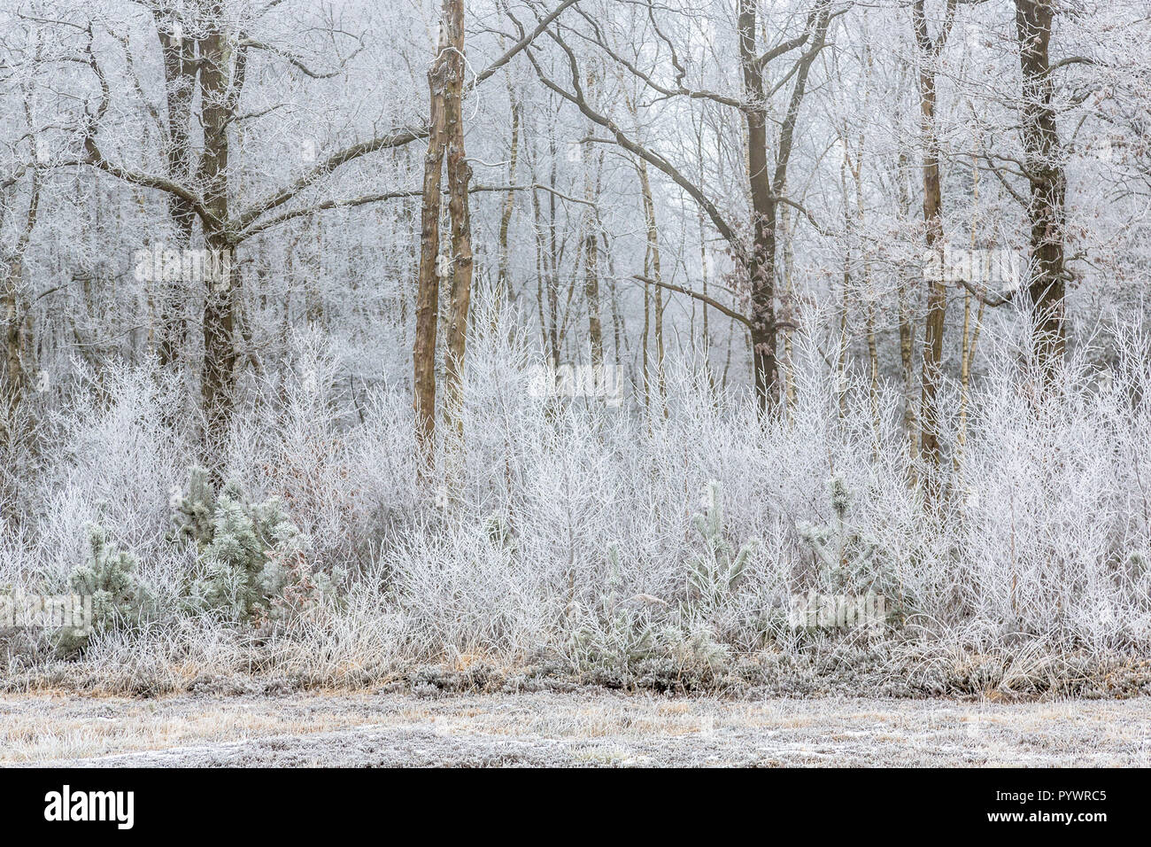 Frosty trees and shrubs in a forest edge on a morning in januari Stock Photo