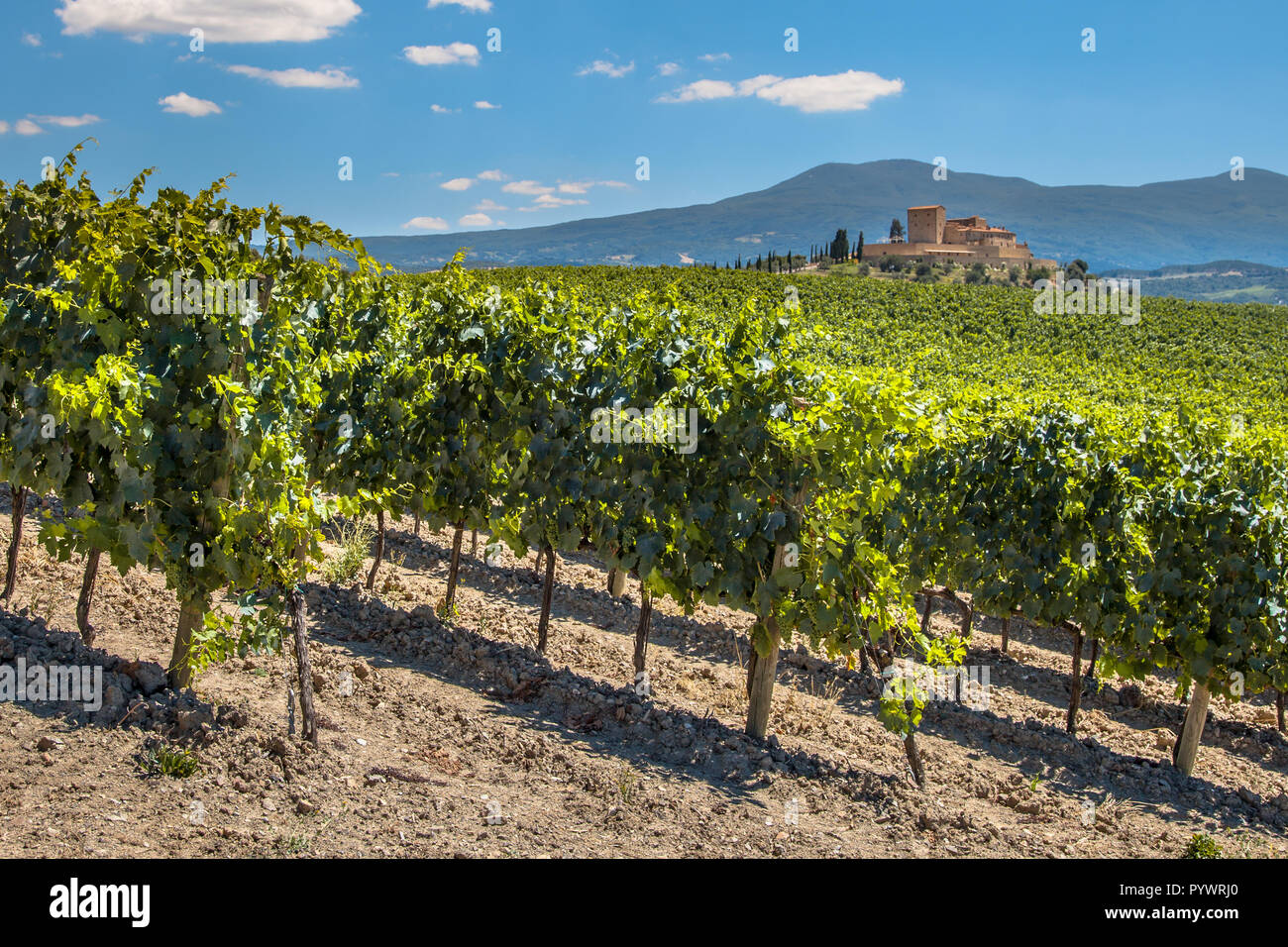 Castle Overseeing Vineyards with Rows of grapes from a Hill on a Clear