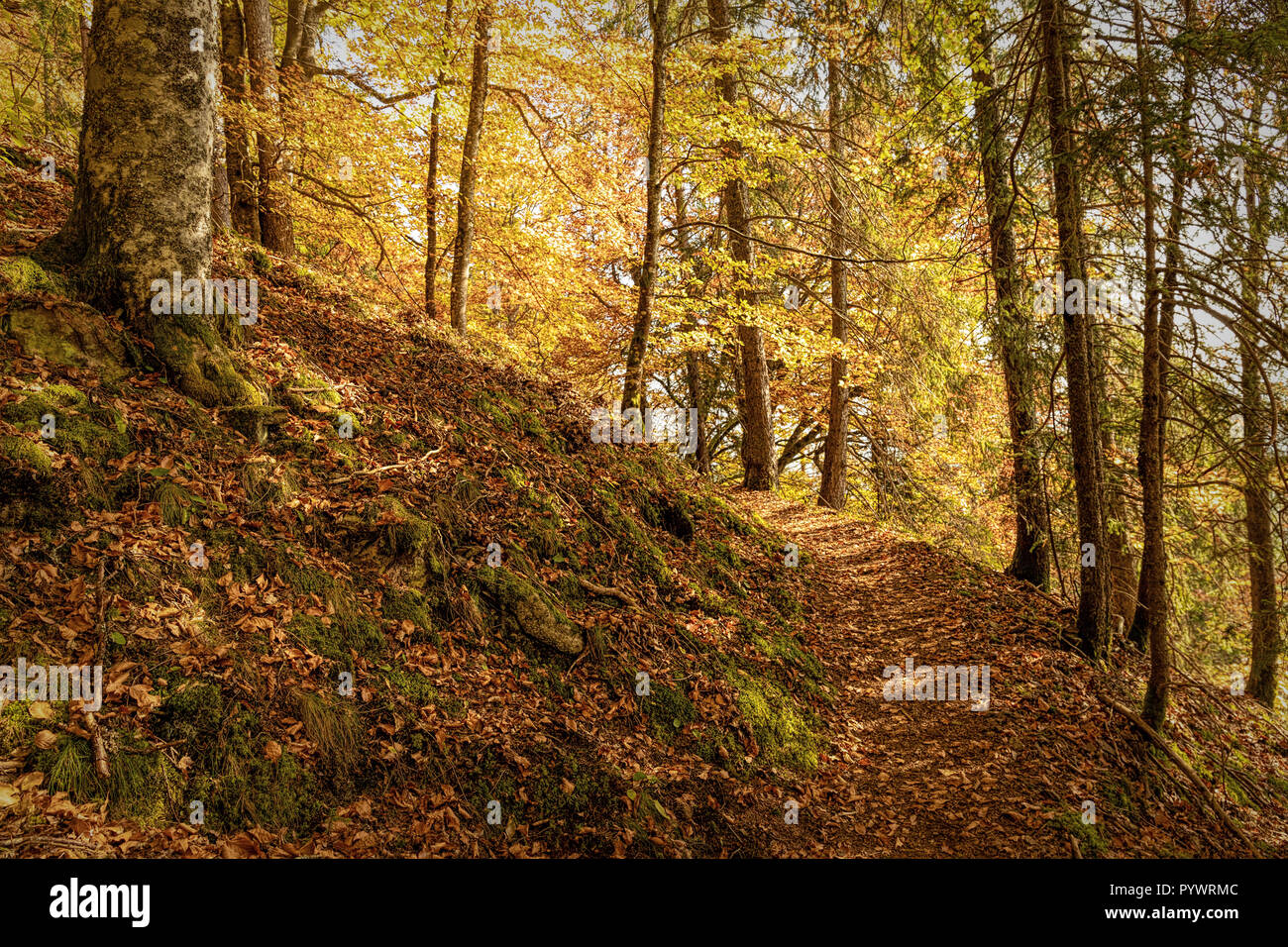Hiking impression in the Black Forest along the Roetenbach in Autumn, Germany. Magical Autumn Forrest. Colorful Fall Leaves. Romantic Background. Stock Photo