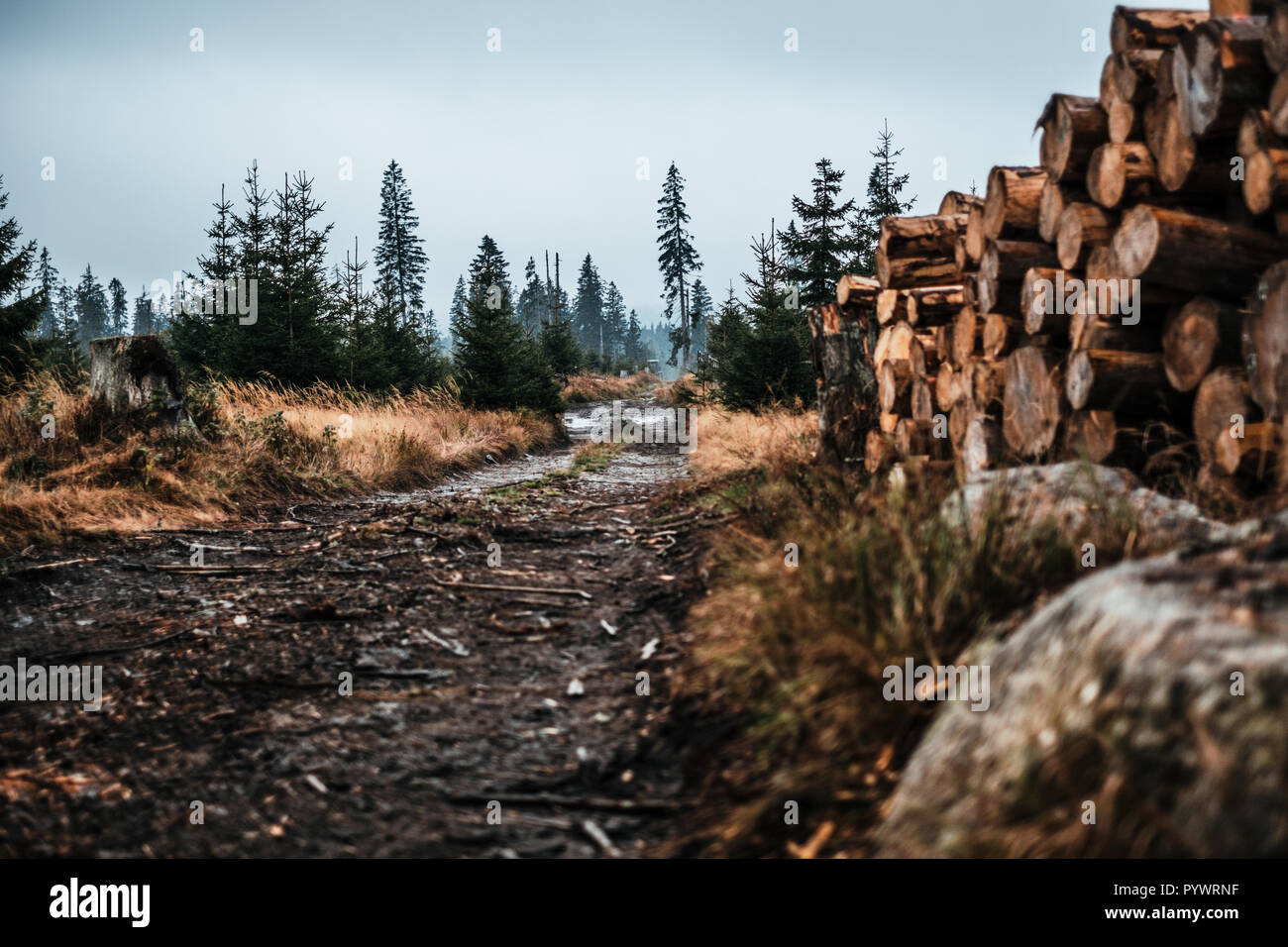 Misty morning in mountains landscape Stock Photo - Alamy