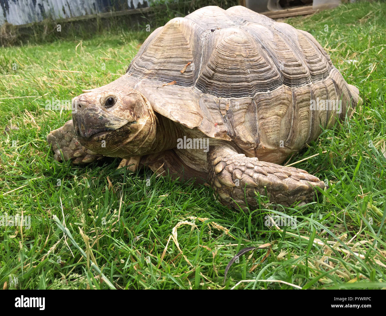 Friendly old tortoise sitting on on green grass Stock Photo