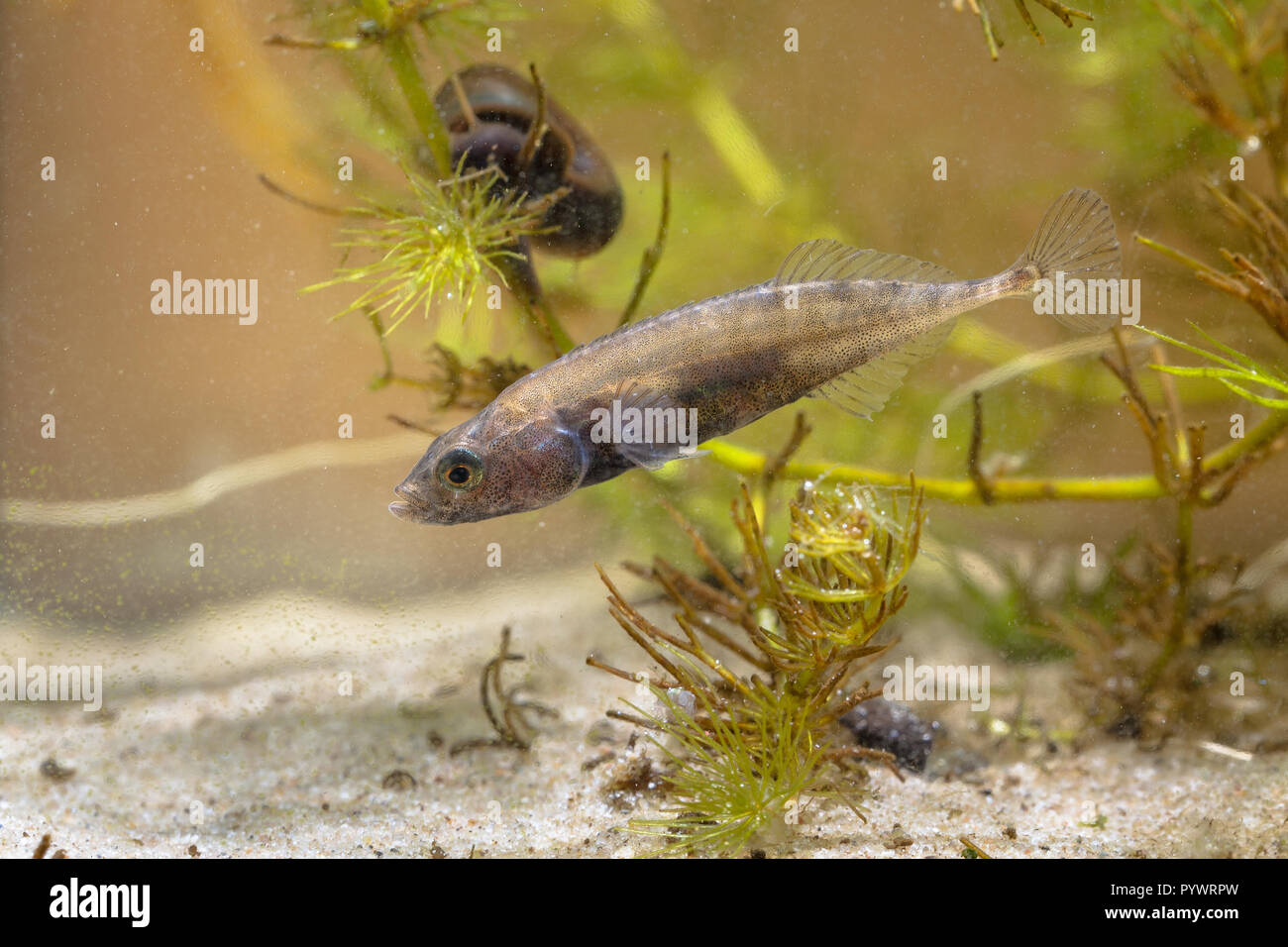 Swimming European Freshwater Fish Ninespine Stickleback (Pungitius pungitius) in Natural Habitat with water vegetation Stock Photo