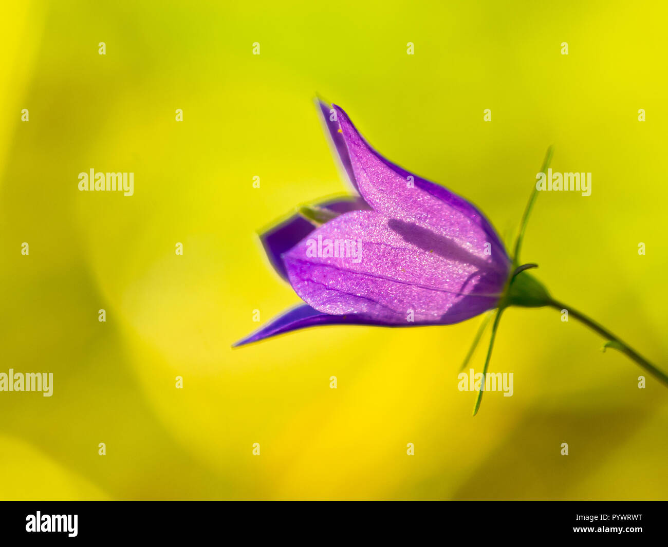 Harebell wildflowers  (Campanula rotundifolia) Bellflower family - 'bluebells' with Green Background Stock Photo