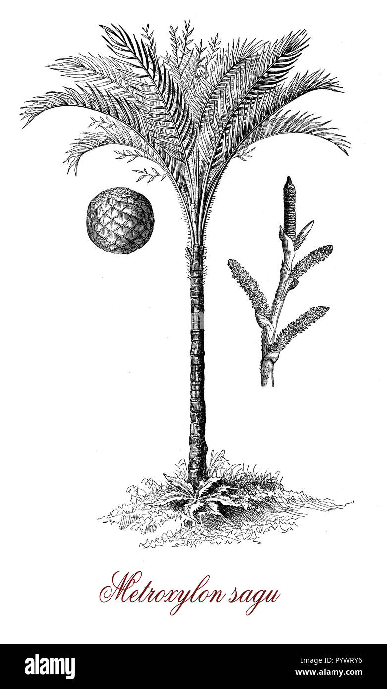 Vintage botanical engraving of the true sago palm native to tropical southeastern Asia important food source and main source of sago, a starch obtained from the trunk used in cooking and as a thickener Stock Photo