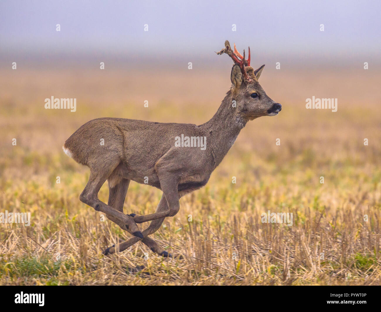 Roe deer (Capreolus capreolus) running through grassland and fleeing from  danger Stock Photo - Alamy