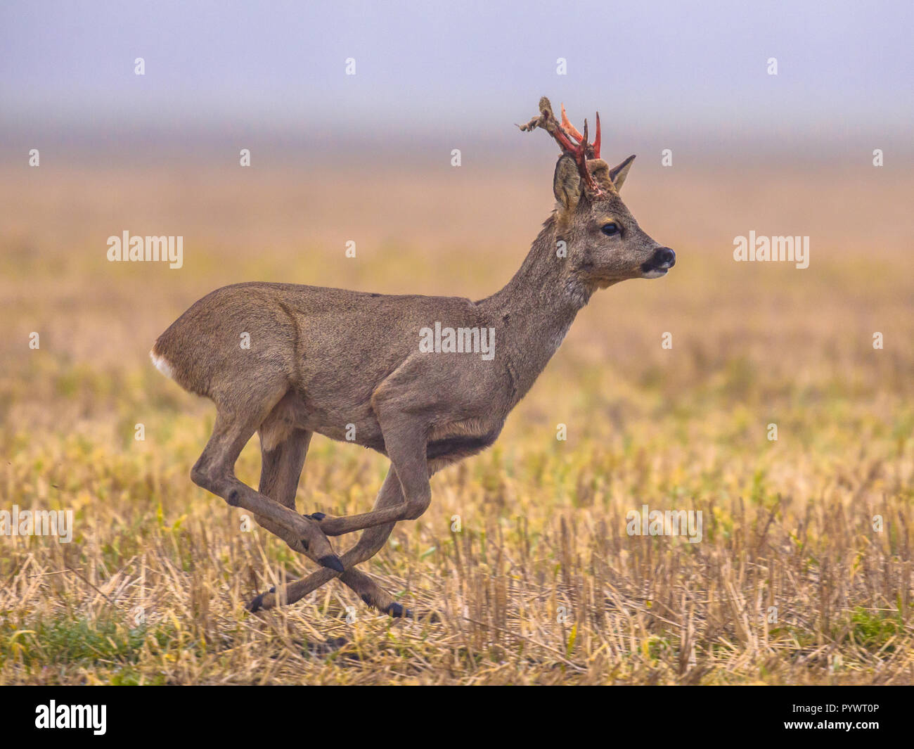 Roe deer hi-res stock photography and images - Alamy