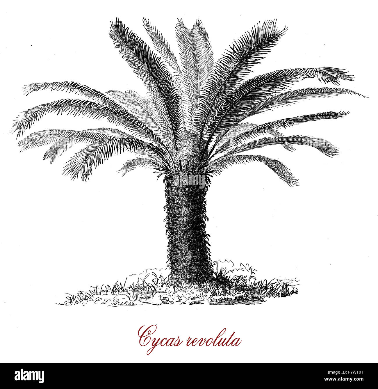 Vintage botanical engraving of  Cycas revoluta or sago palm, native to southern Japan, used for the production of sago and as ornamental plant Stock Photo