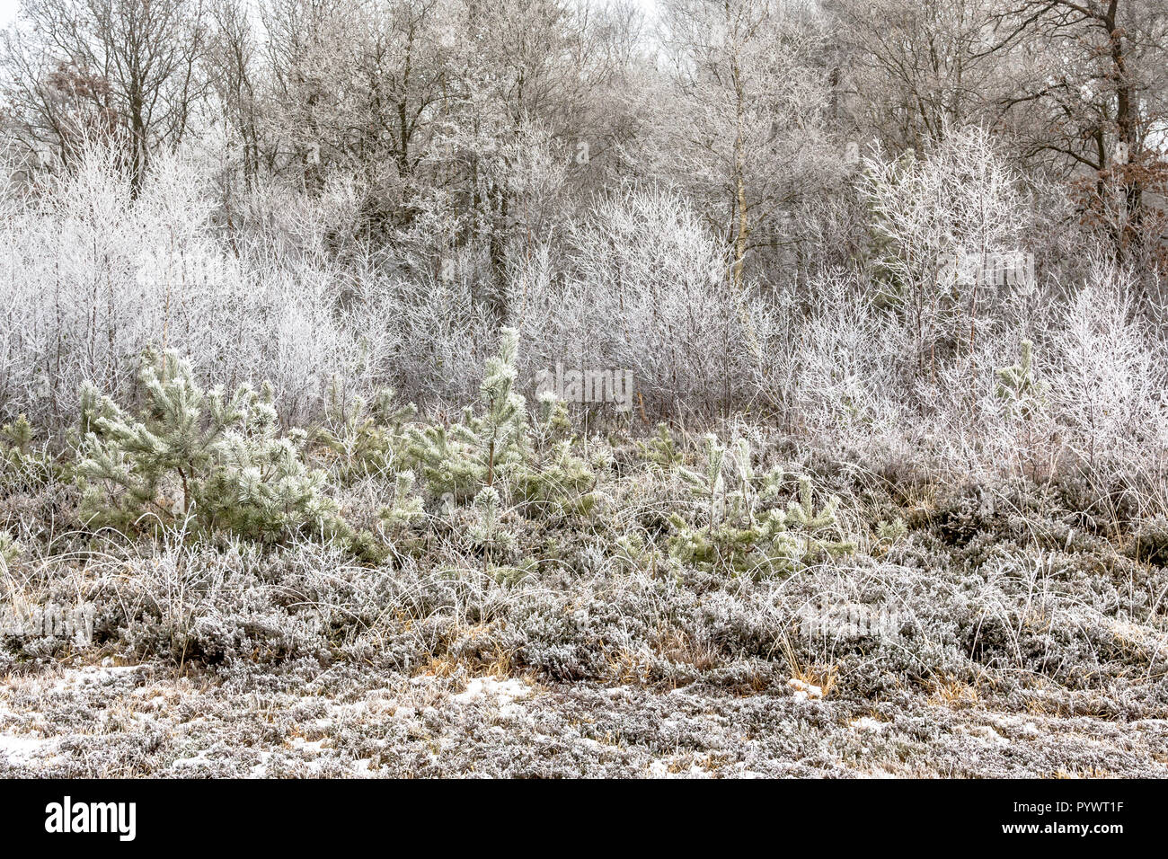 Forest edge with frosty trees and shrubs on a morning in januari Stock Photo