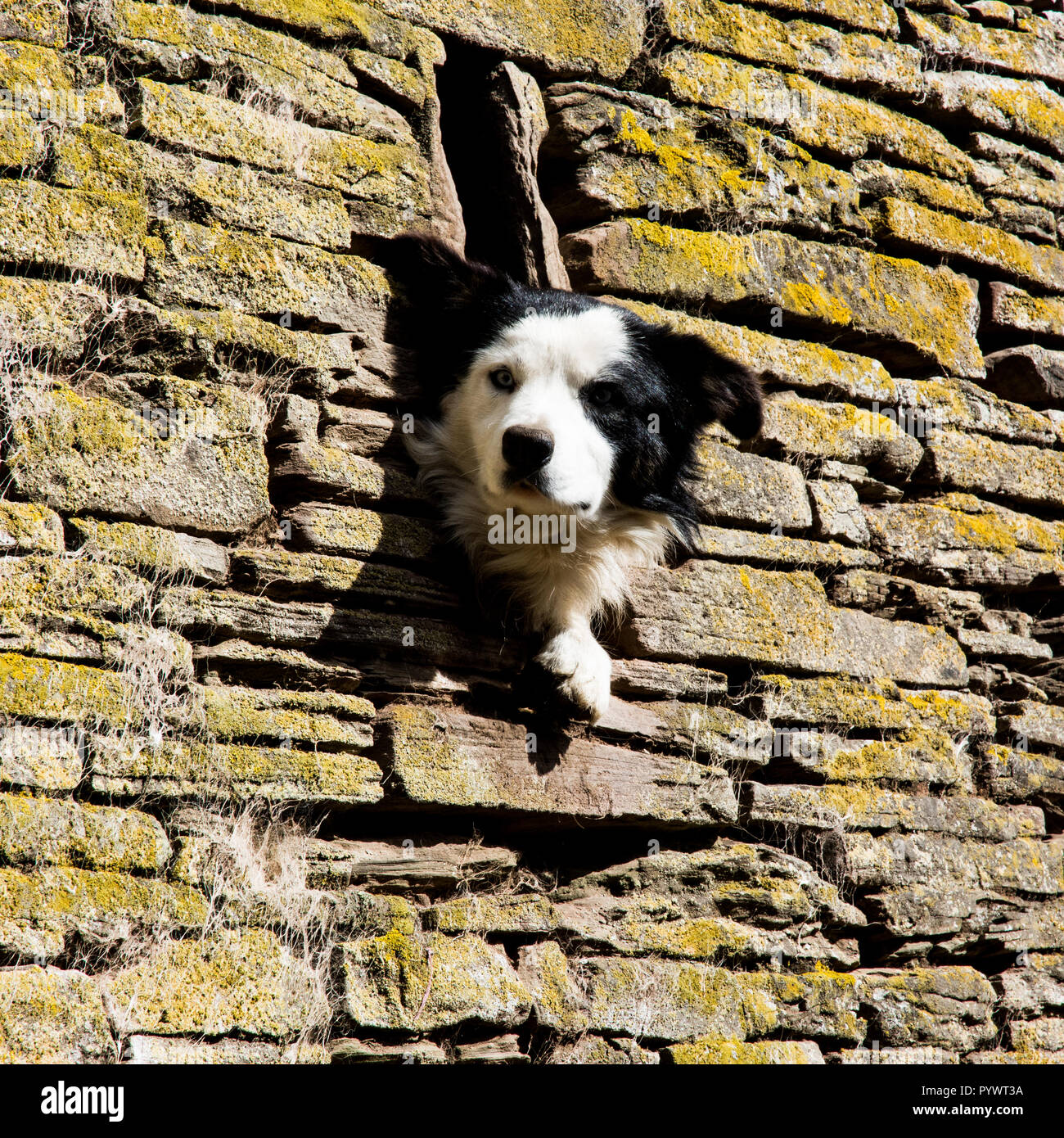 Dog in the wall Stock Photo Alamy
