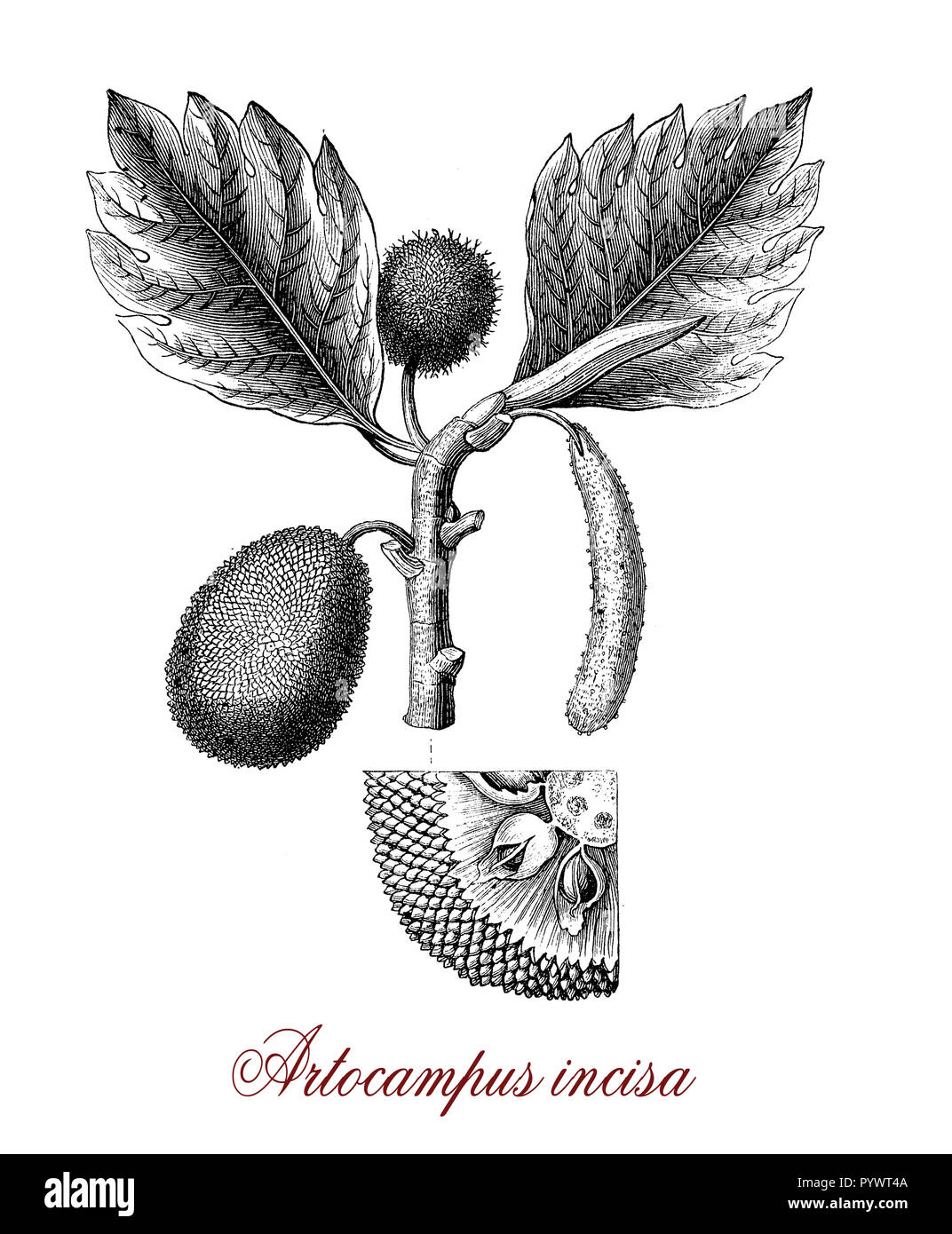Vintage botanical engraving of Artocarpus, tropical tree of Southeast Asia and Pacific commonly cultivated for the edible fruits called breadfruits Stock Photo