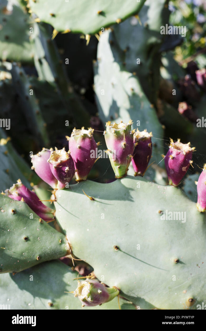 Prickly Pear Cactus Fruit Stock Photo Alamy