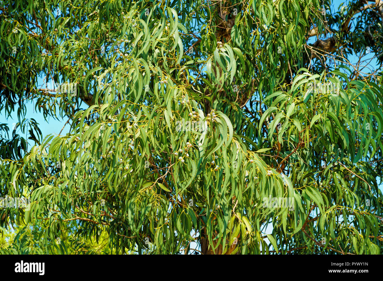 Eucalyptus green leaves abstract background with sun shining Stock