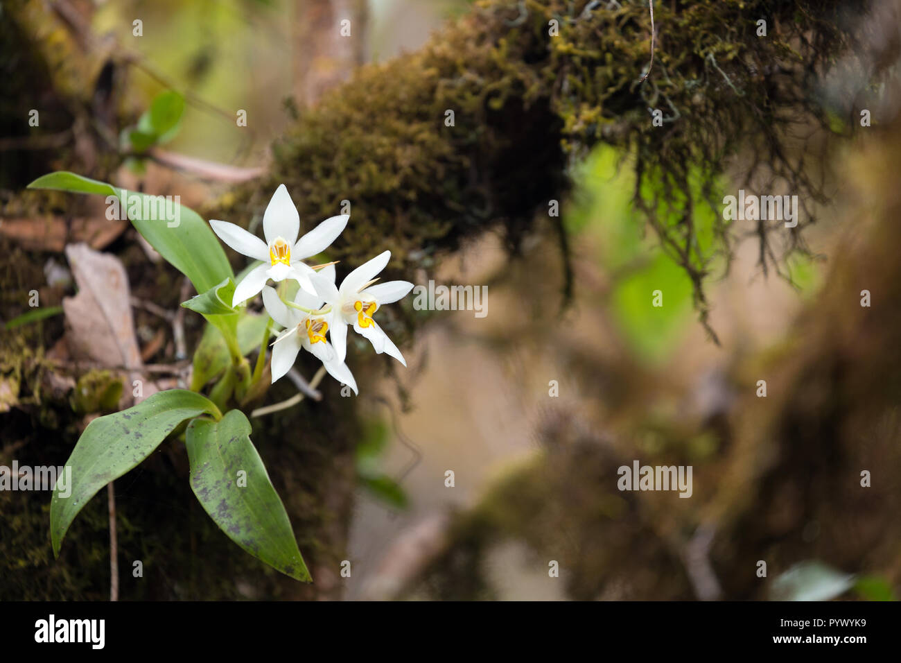 Wild white orchid flower (dendrobium christyanum) on tree branch in the Doi Inthanon national park, Thailand Stock Photo