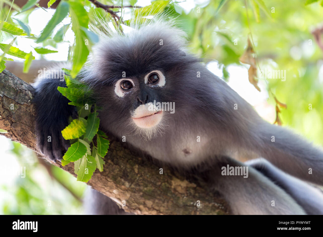 Portrait of a wild dusky leaf monkey, Trachypithecus Obscurus, staring at the camera, Thailand Stock Photo