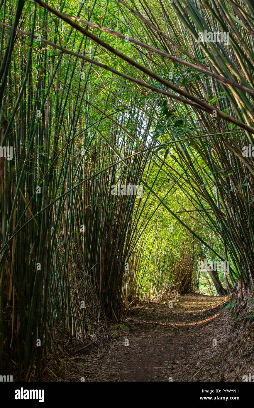Mysterious pathway in bamboo forest under sunlight Stock Photo