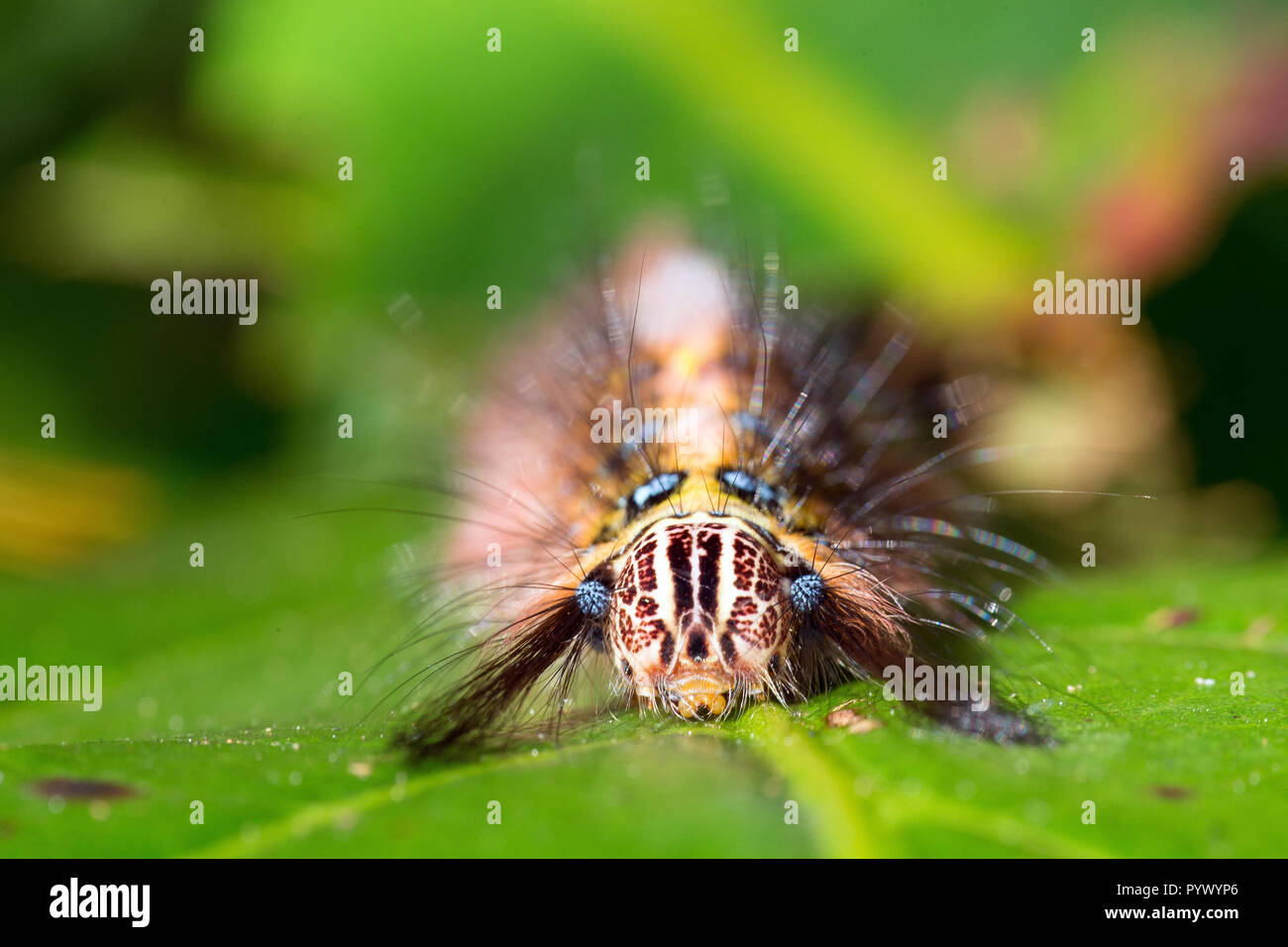 Close portrait of hairy moth caterpillar Stock Photo Alamy