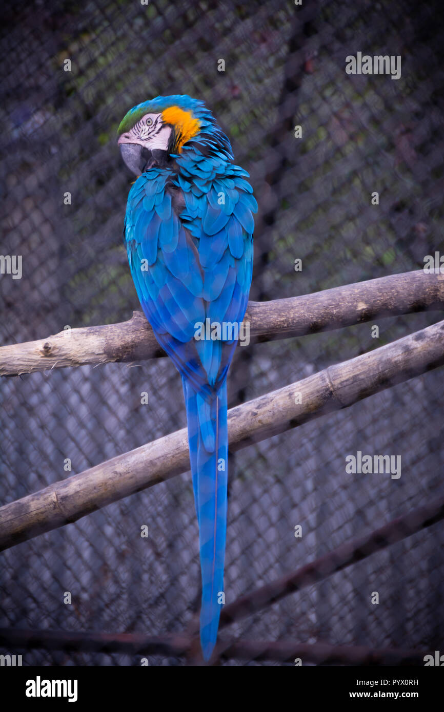 Image showcasing Beautiful single colorful macaws in zoo cage Stock Photo - Alamy