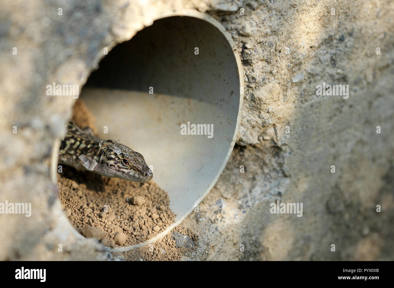Italian wall lizard Campania Italy Stock Photo
