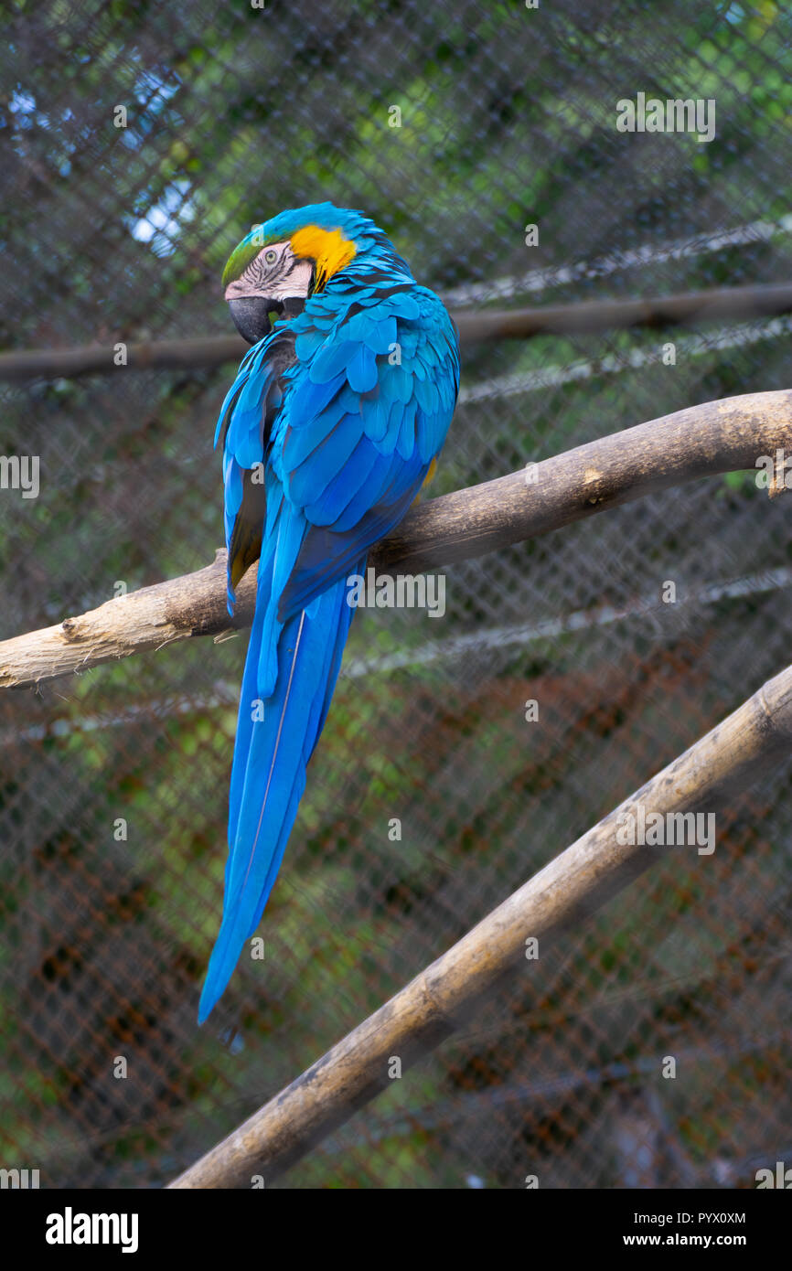 Beautiful single colorful macaws in zoo cage Stock Photo - Alamy
