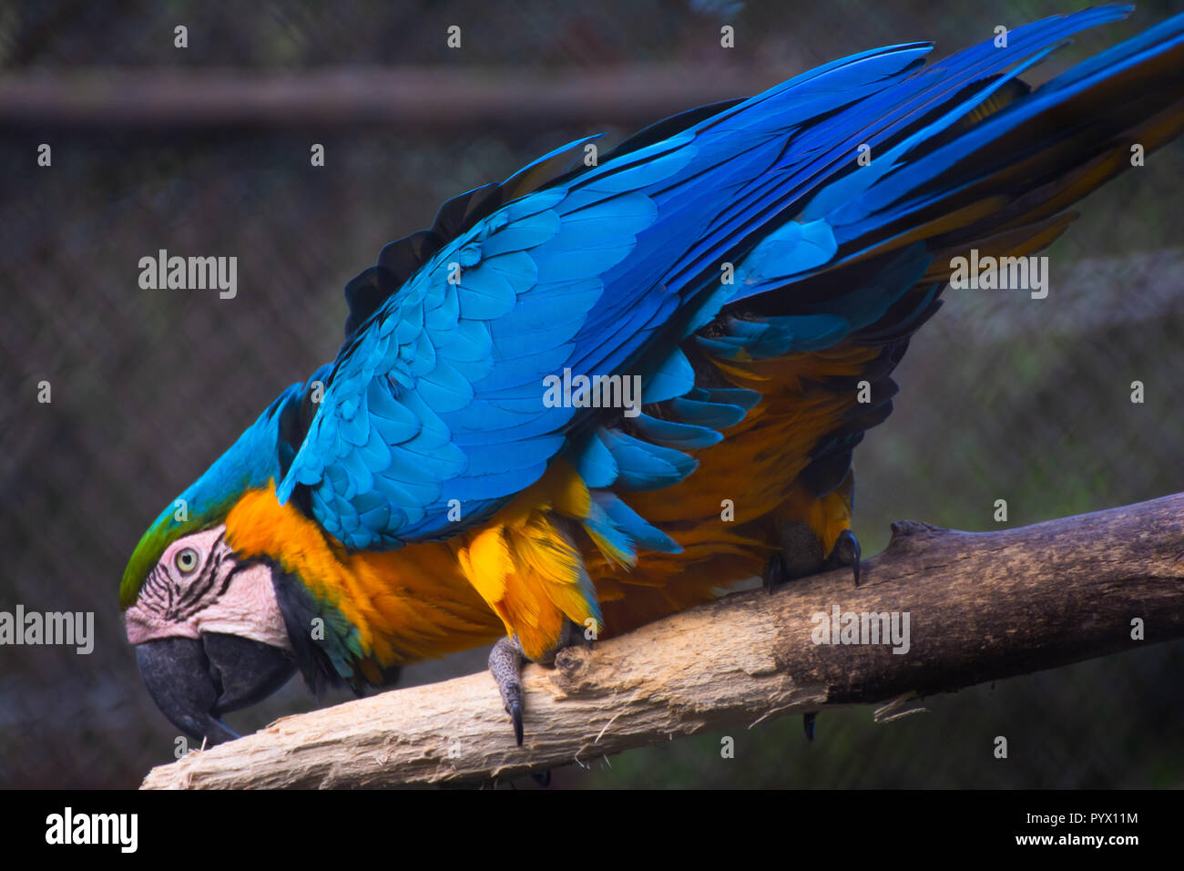 Picture of Beautiful single colorful macaws in zoo cage Stock Photo - Alamy