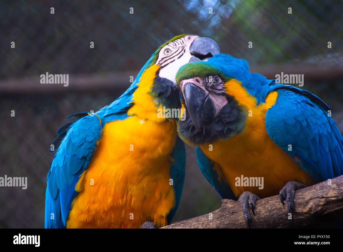 Creating The Perfect Macaw Cage: A Step-By-Step Guide