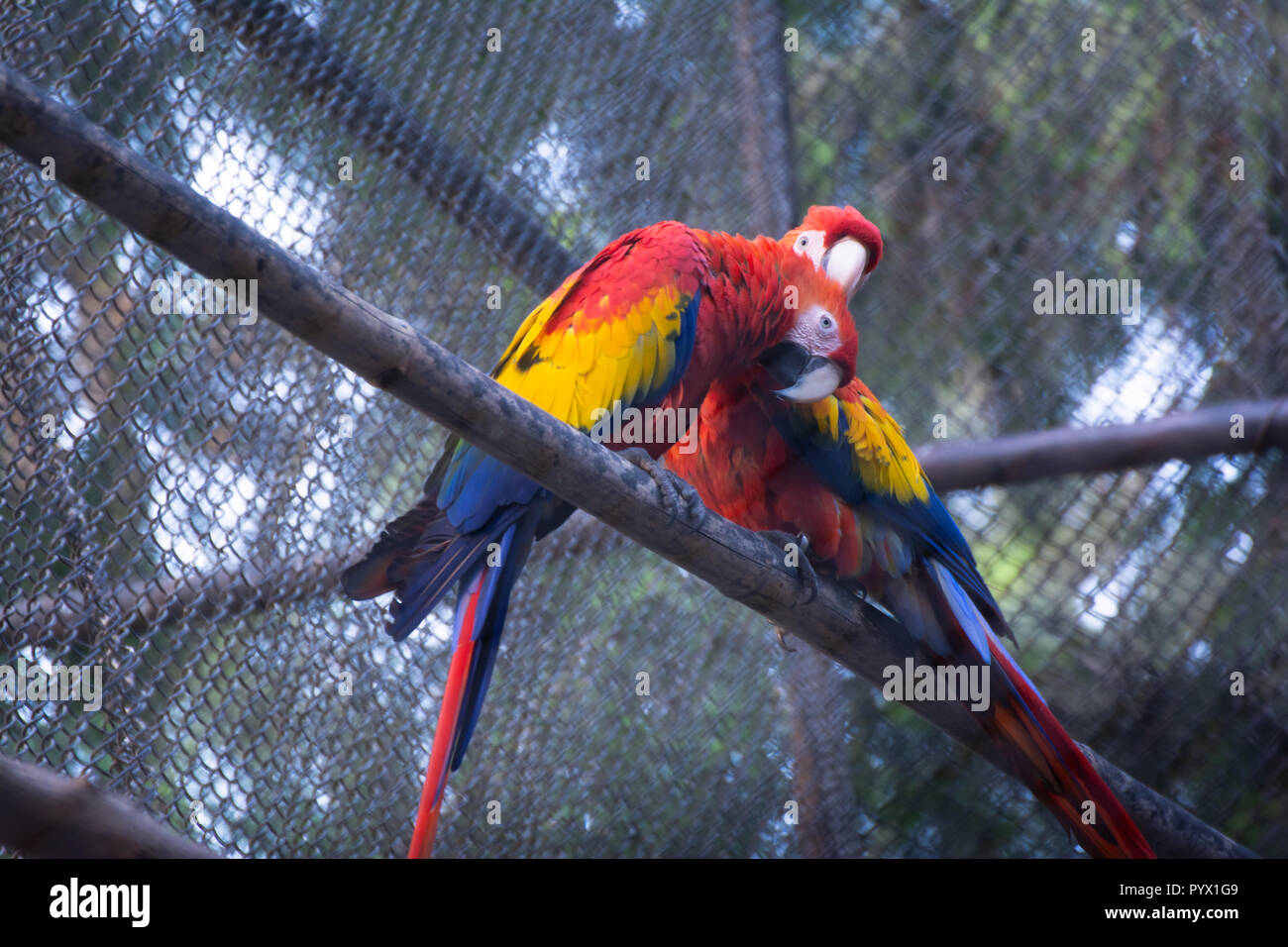 Image showcasing CALYPSO CREATIONS, LARGE, TWISTED Bird Cage Toy,Colorful,M/L Parrot*USA ...
