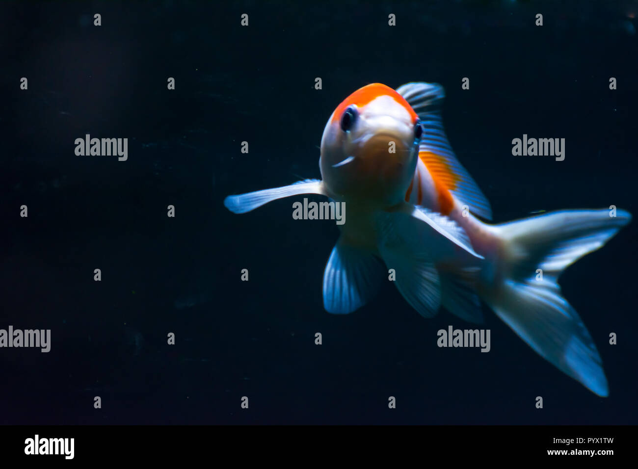 Aquarium Fish-Gold Fish Shubunkin Stock Photo