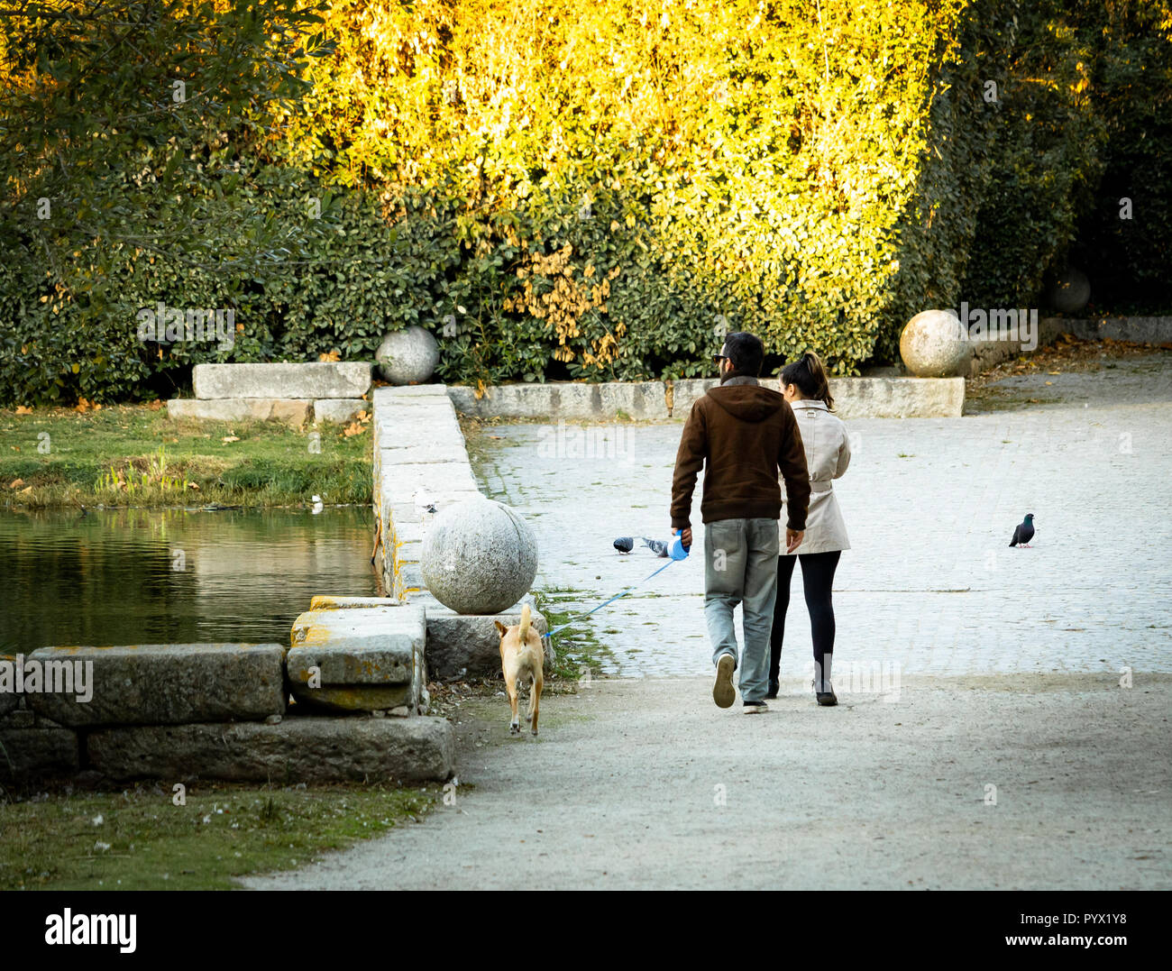 A couple walks a dog in the park near the water with warm light on the ...