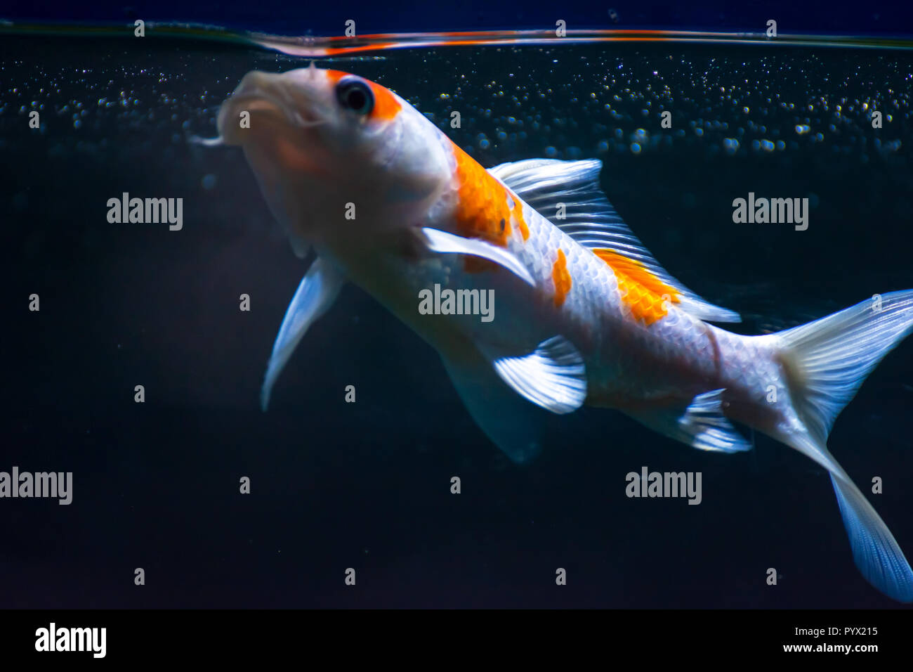 Aquarium Fish-Gold Fish Shubunkin Stock Photo