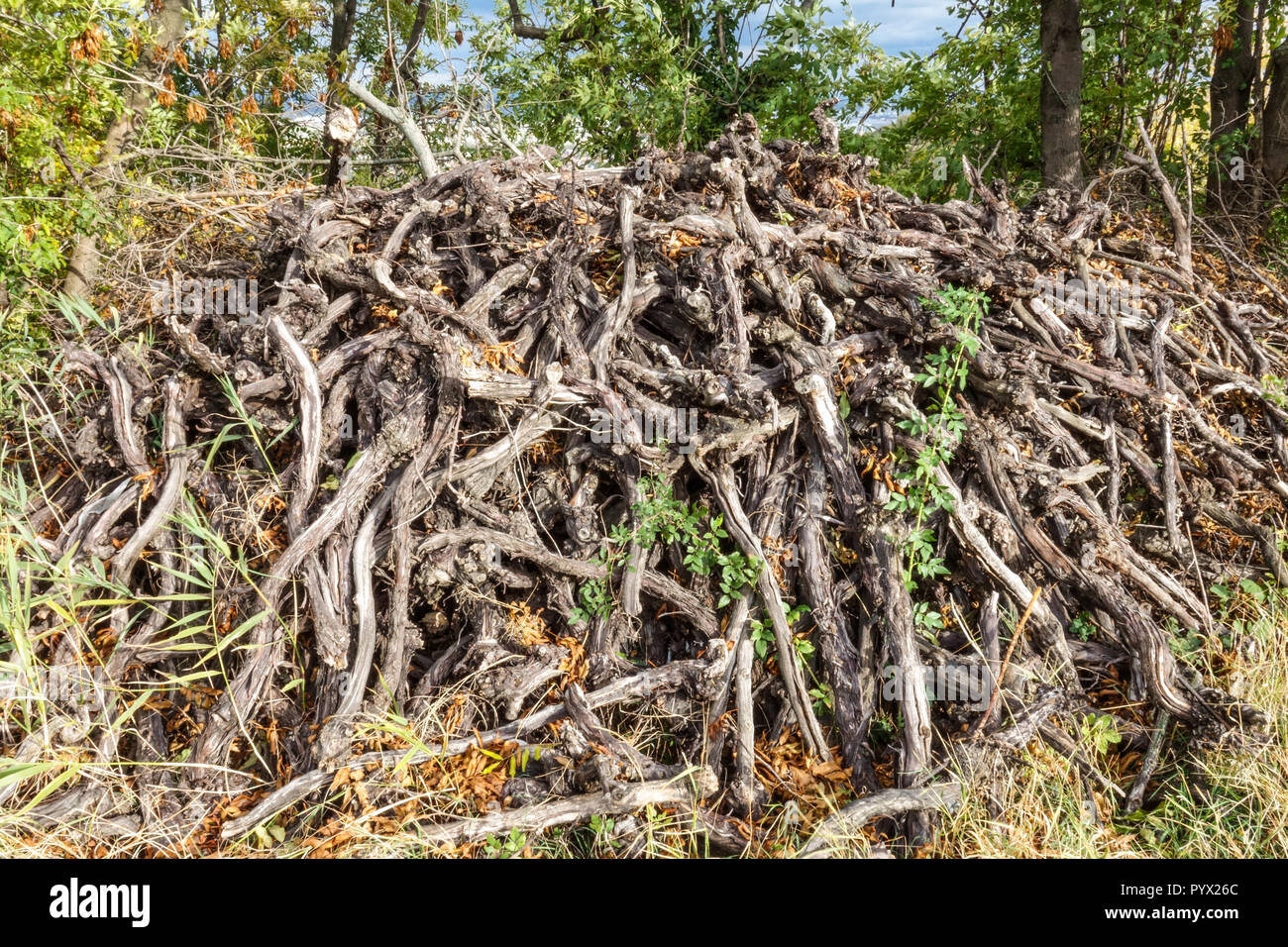 Pile of old grapevines trunks Stock Photo