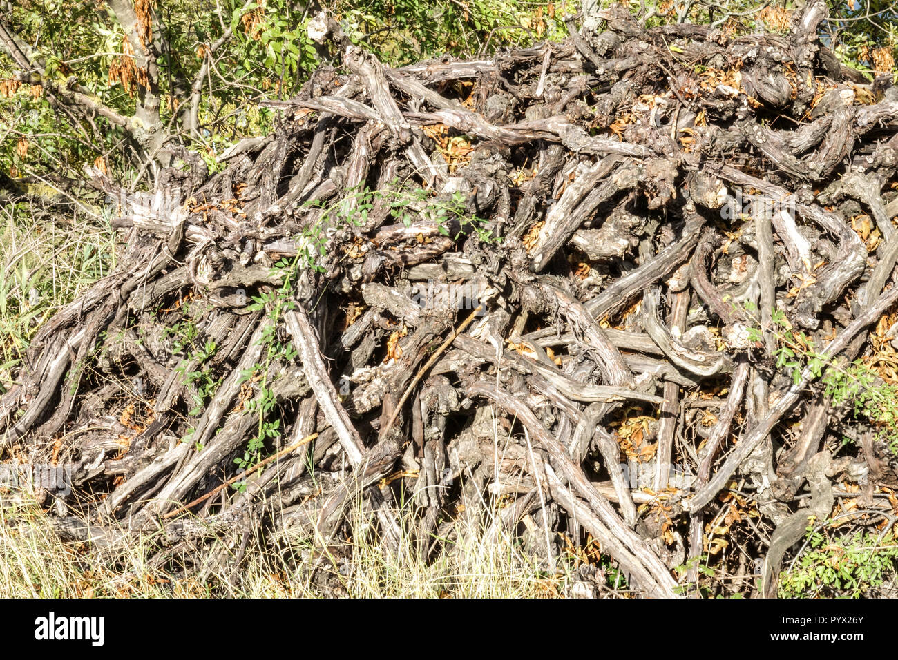 A pile of old grapevines trunks, brushwood Stock Photo