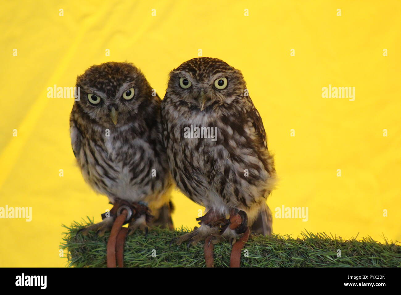 Two owls in a yellow tent Stock Photo