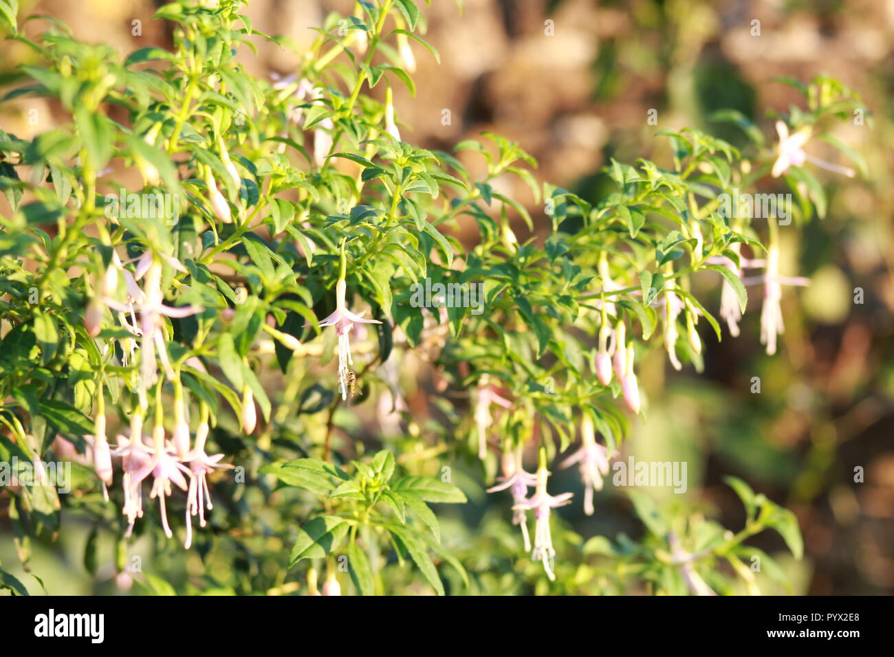Hanging pink flowers hi-res stock photography and images - Alamy