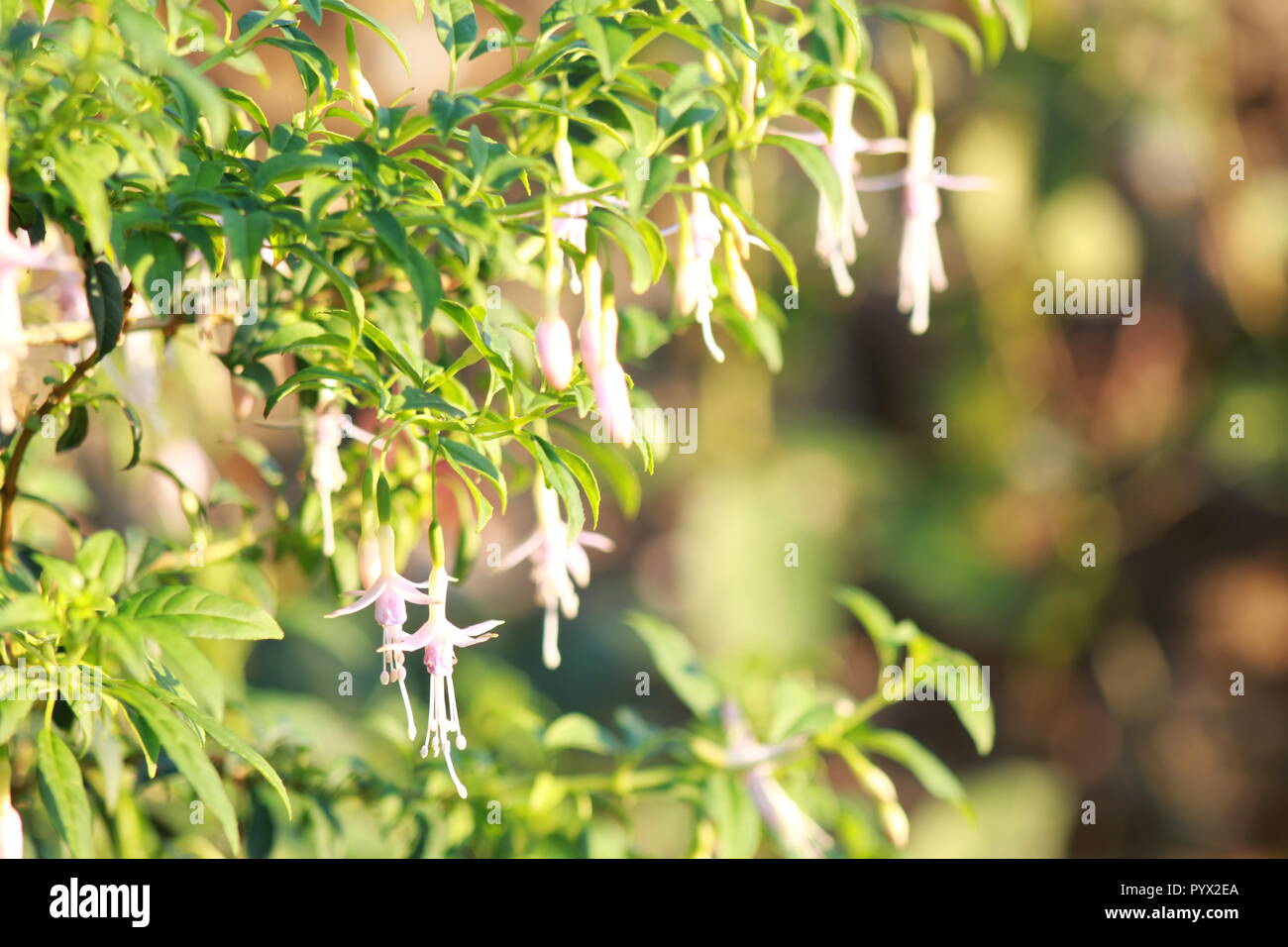 Hanging pink flowers hi-res stock photography and images - Alamy