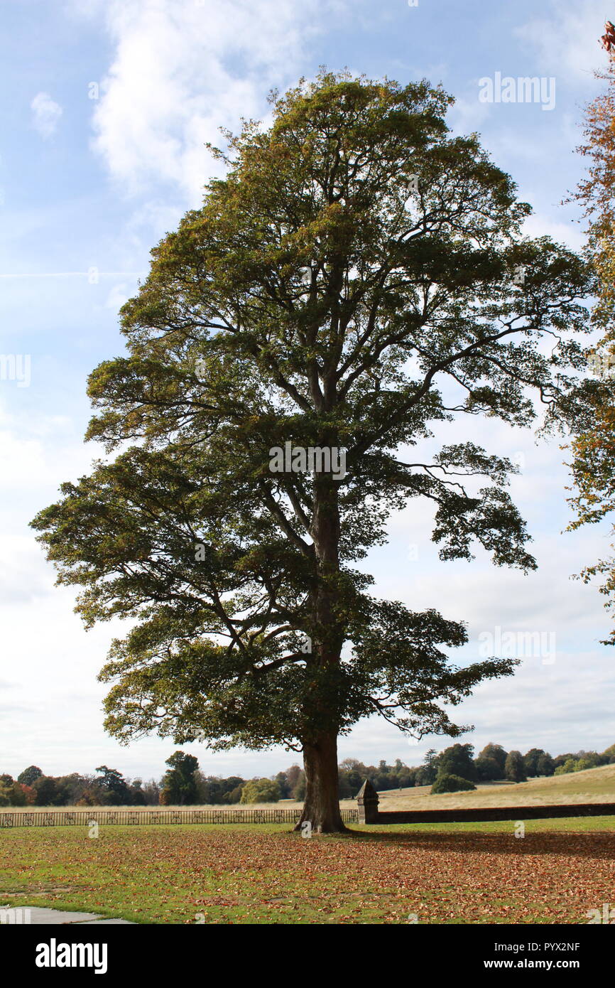large tree standing in a field Stock Photo