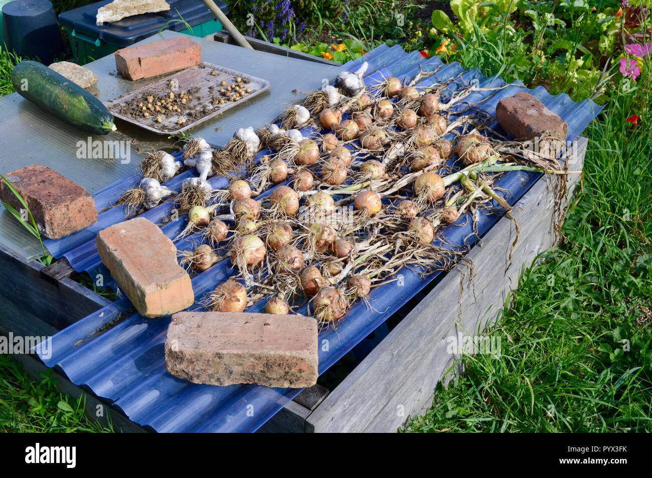Vegetable garden in Dorset, UK Stock Photo Alamy