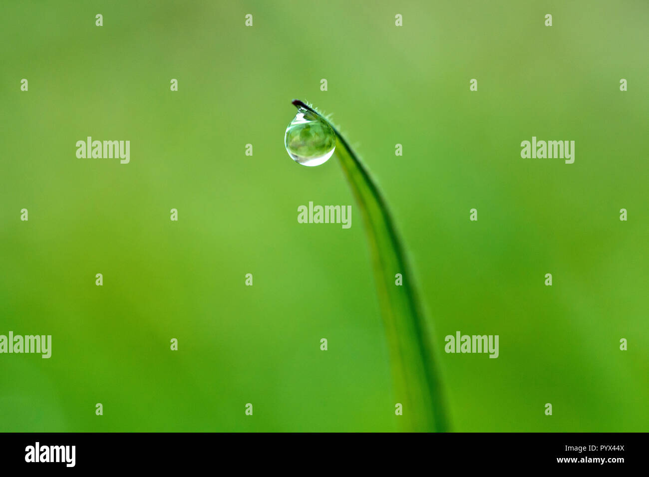 Close up of a dewdrop hanging from a blade of grass with low depth of field. Stock Photo