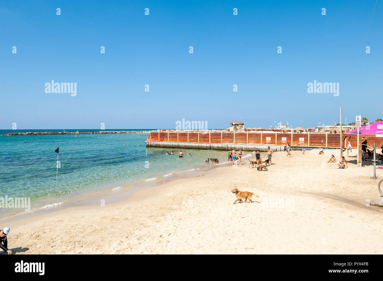 Israel, Tel Aviv - 24 September 2018: Dog beach Stock Photo
